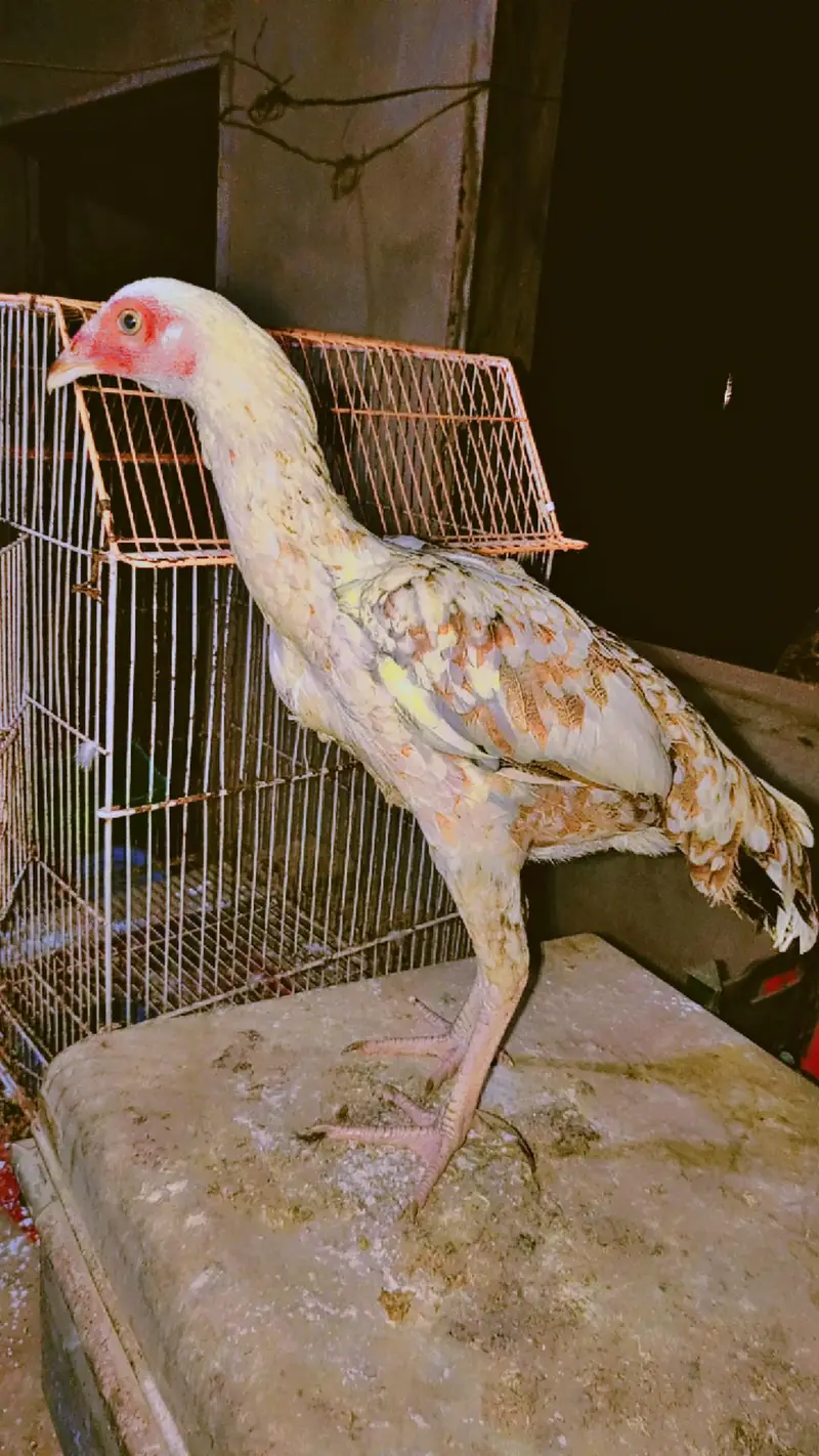 vvip colourful hen 6 month very active and long height — photo 9