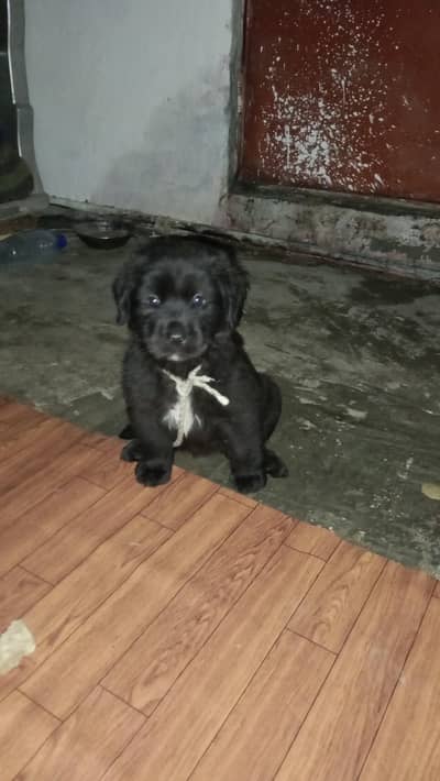 *Pure Breed Female Labrador Puppy For Sale - Healthy & Active*