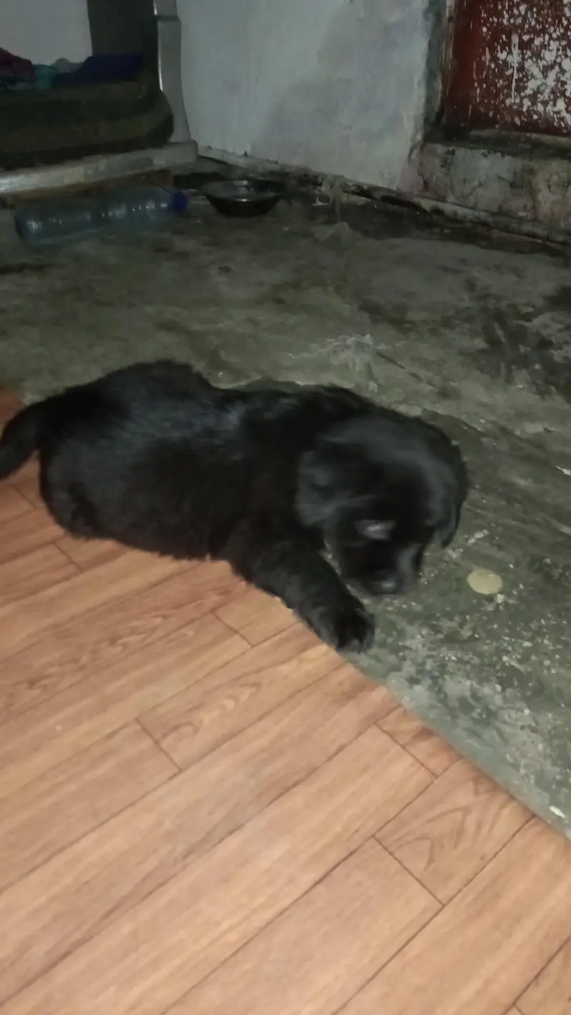 *Pure Breed Female Labrador Puppy For Sale - Healthy & Active* — photo 2
