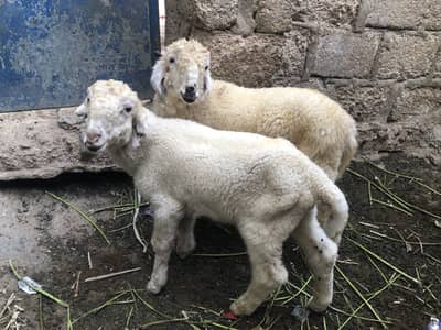 Male pair for sale urgent sale.  0/3/2/38/0/2/1/3/2/1