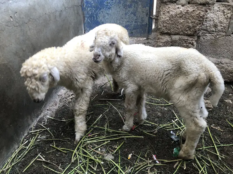 Male pair for sale urgent sale.  0/3/2/38/0/2/1/3/2/1 — photo 2