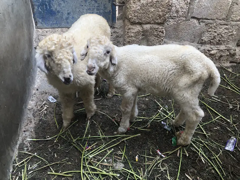 Male pair for sale urgent sale.  0/3/2/38/0/2/1/3/2/1 — photo 3