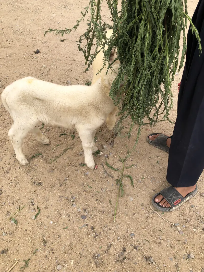 Male pair for sale urgent sale.  0/3/2/38/0/2/1/3/2/1 — photo 7