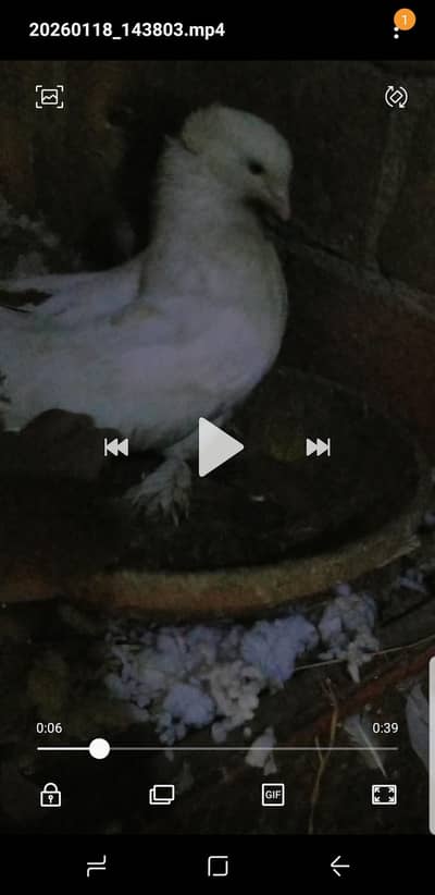 Piegon