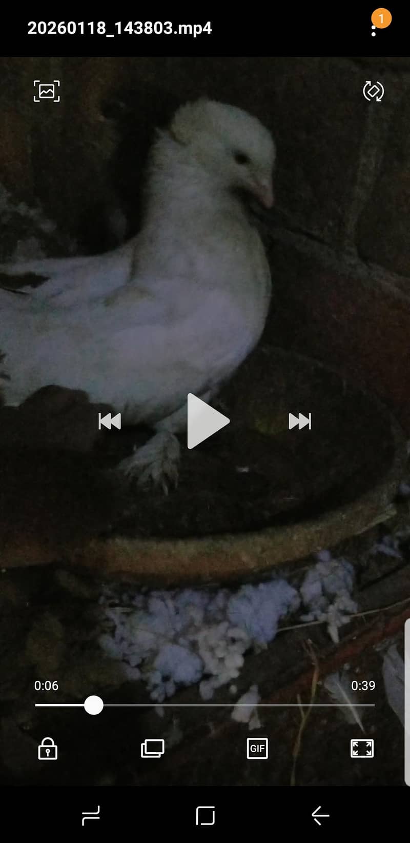 Piegon 0
