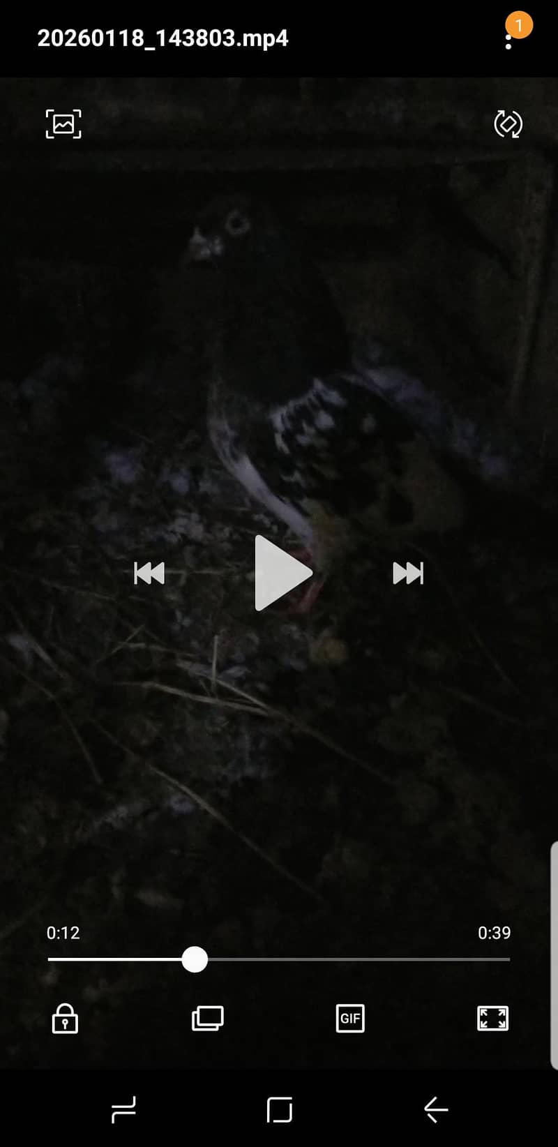 Piegon 2
