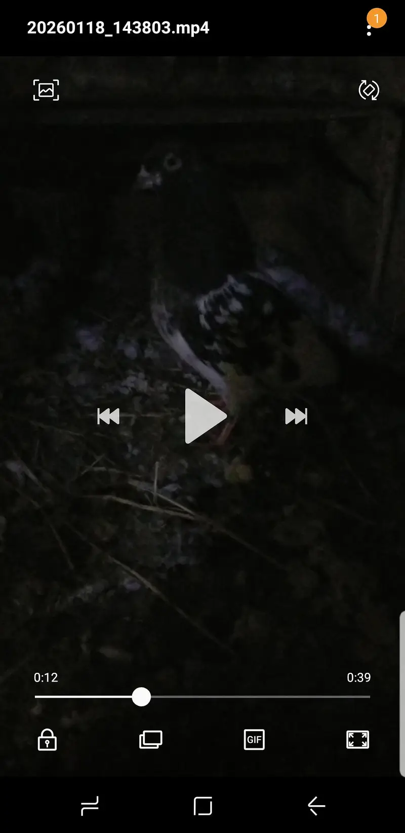 Piegon — photo 3