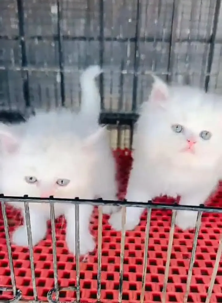 Persian kitten triple quote for sale my WhatsApp03483362563 — photo 2
