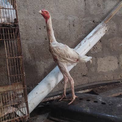 Healthy White Aseel Rooster for Sale | Strong & Active Desi Murgha