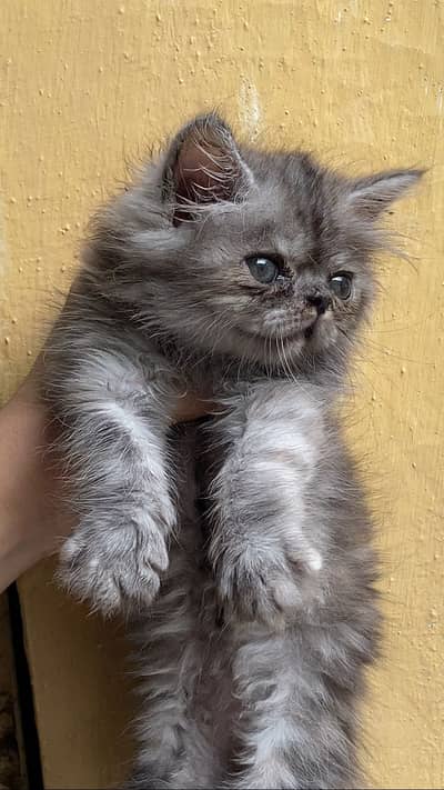 Persian punch face kitten
