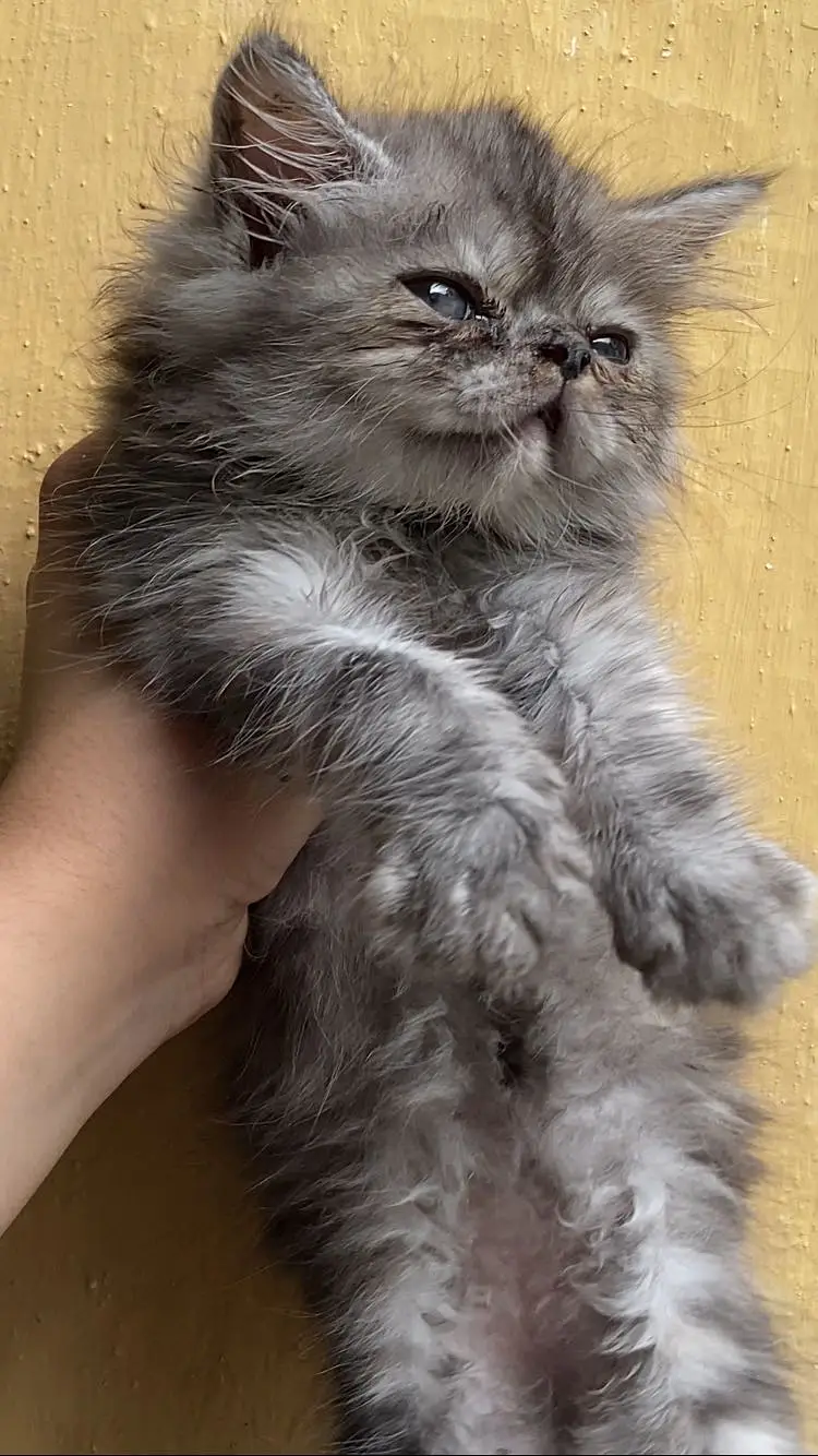 Persian punch face kitten — photo 2