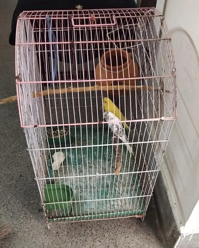 Australian parrots — photo 2