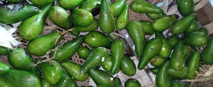 avocado 