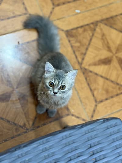 Persian cat