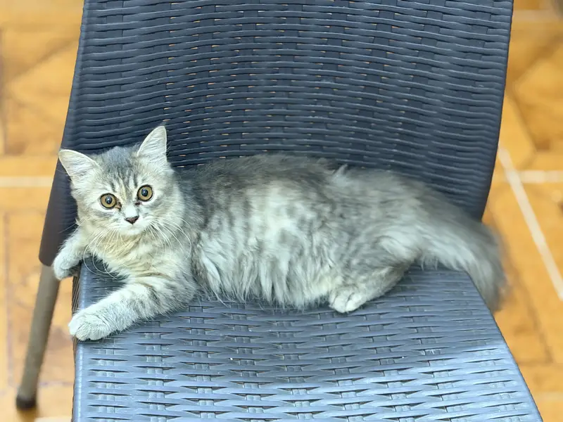 Persian cat — photo 2