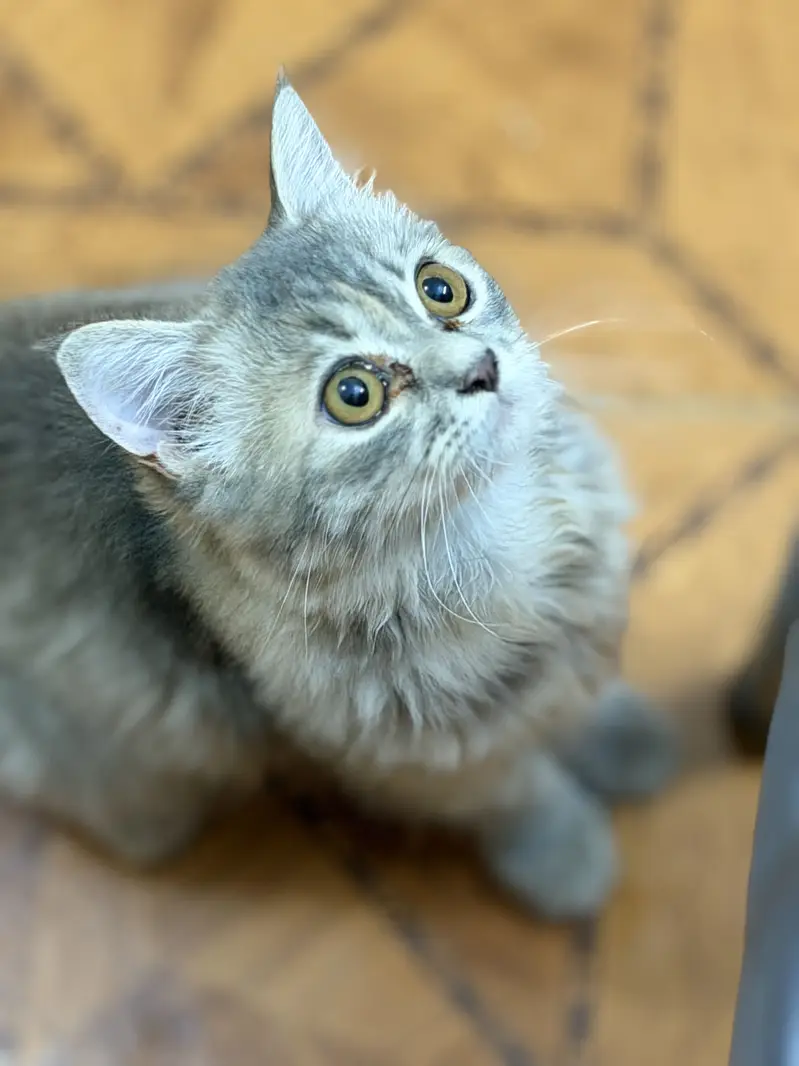 Persian cat — photo 4