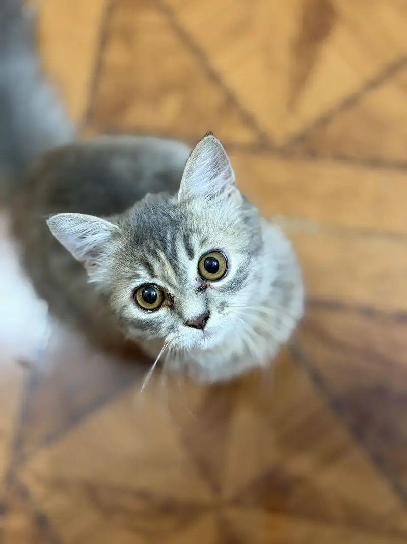 Persian cat — photo 5