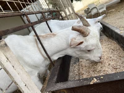 Jumbo Size Cage For Sale
