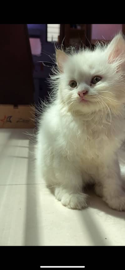 Persian Male Kitten | Healthy | Litter Trained | 2 Months