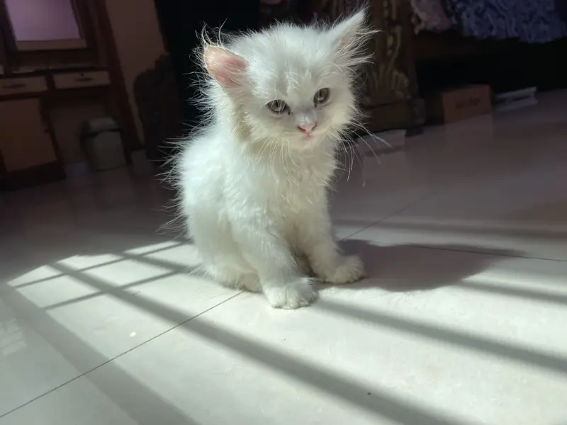 Persian Male Kitten | Healthy | Litter Trained | 2 Months — photo 2