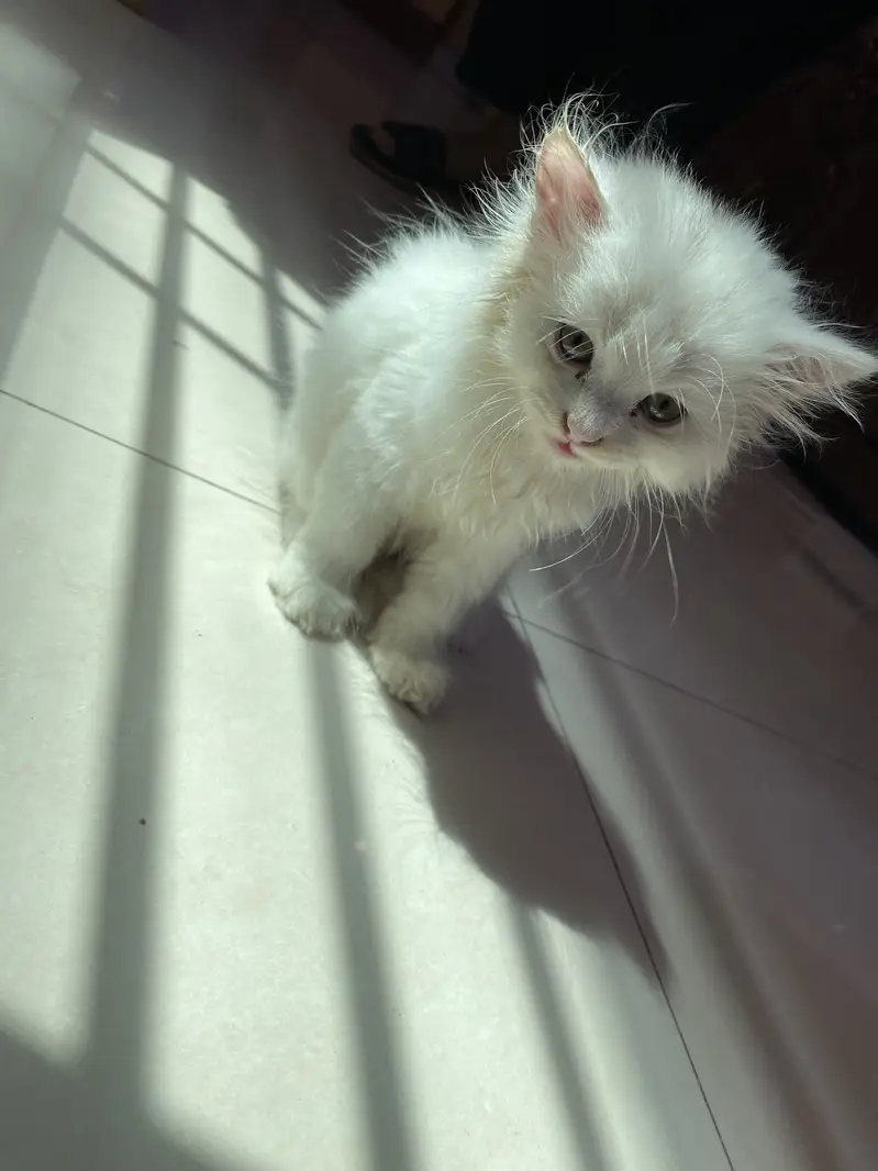 Persian Male Kitten | Healthy | Litter Trained | 2 Months — photo 3