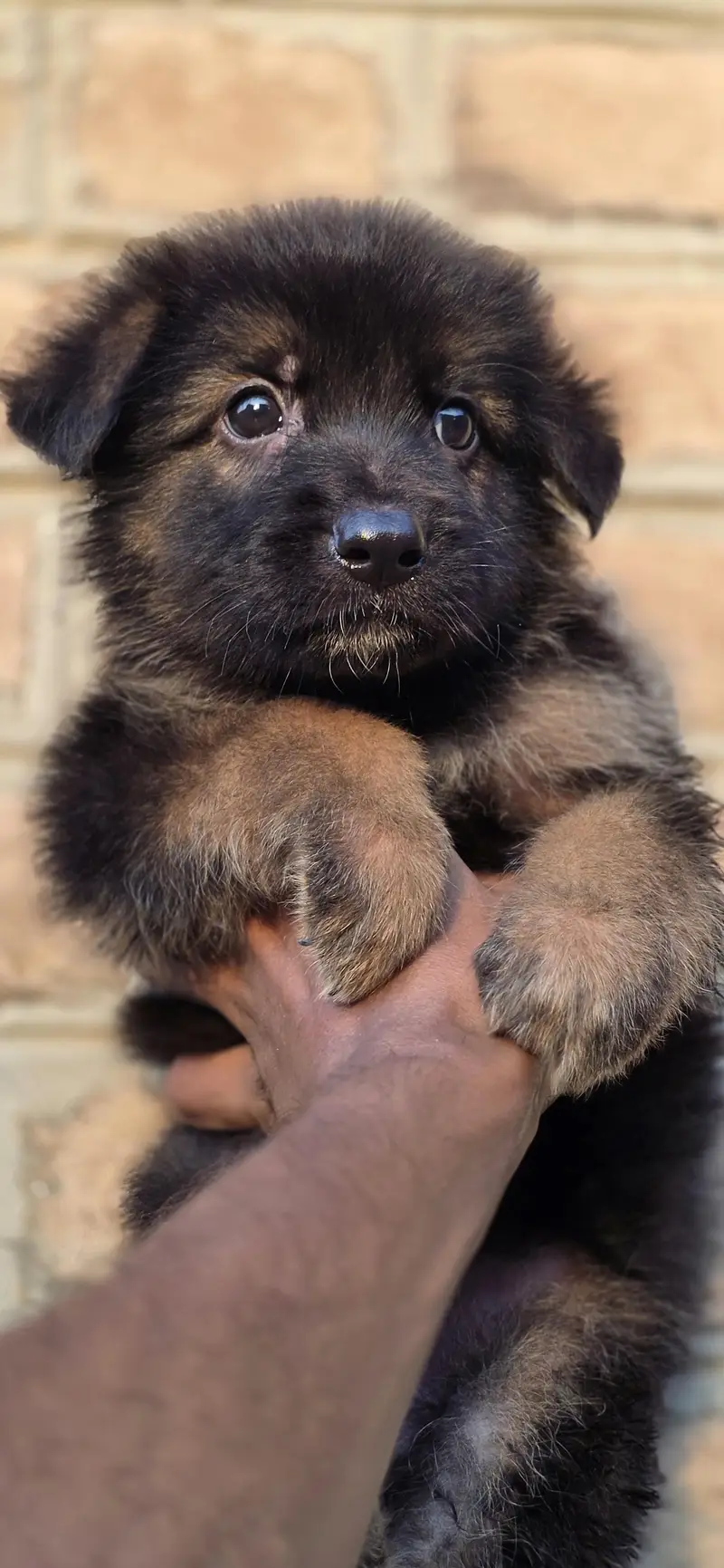For sale puppies — photo 3