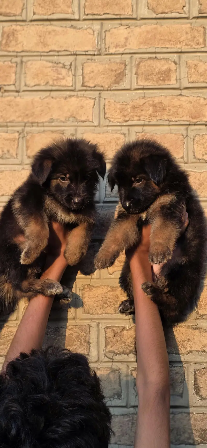 For sale puppies — photo 4