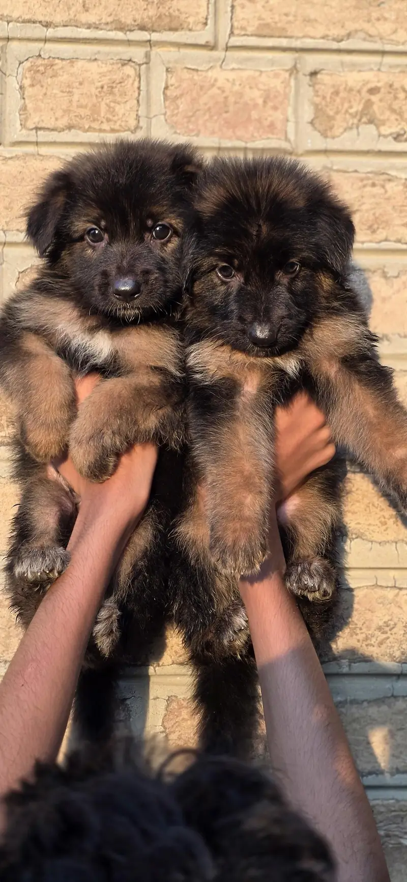 For sale puppies — photo 5