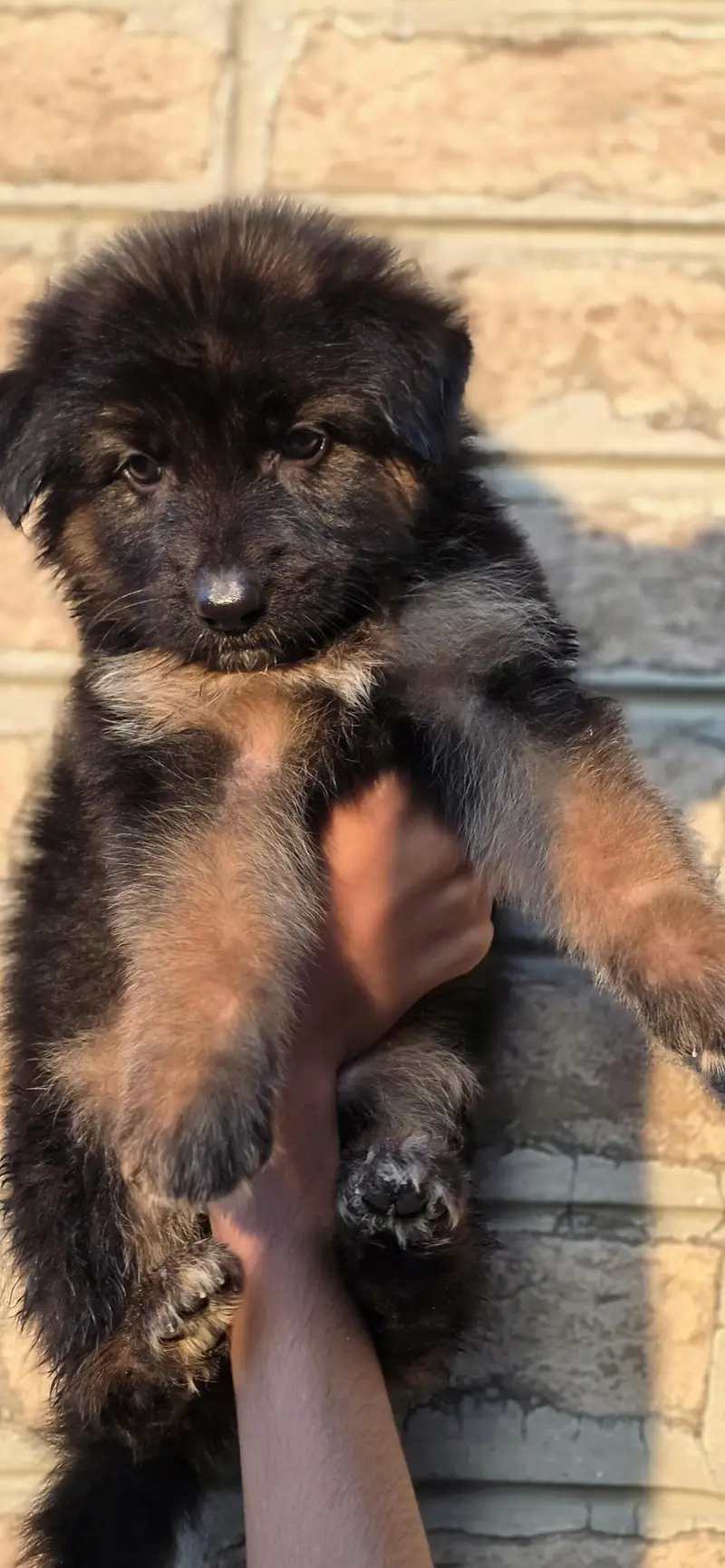For sale puppies — photo 6