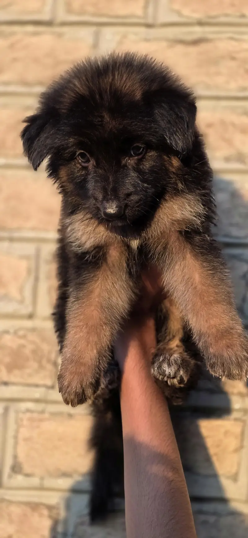 For sale puppies — photo 7