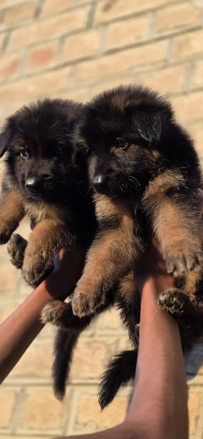 For sale puppies — photo 8