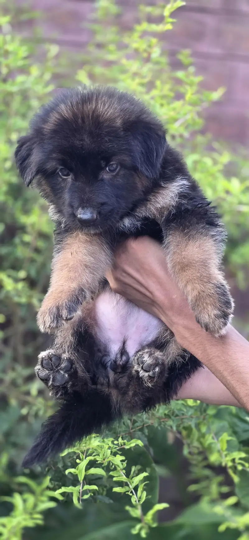 For sale puppies — photo 9