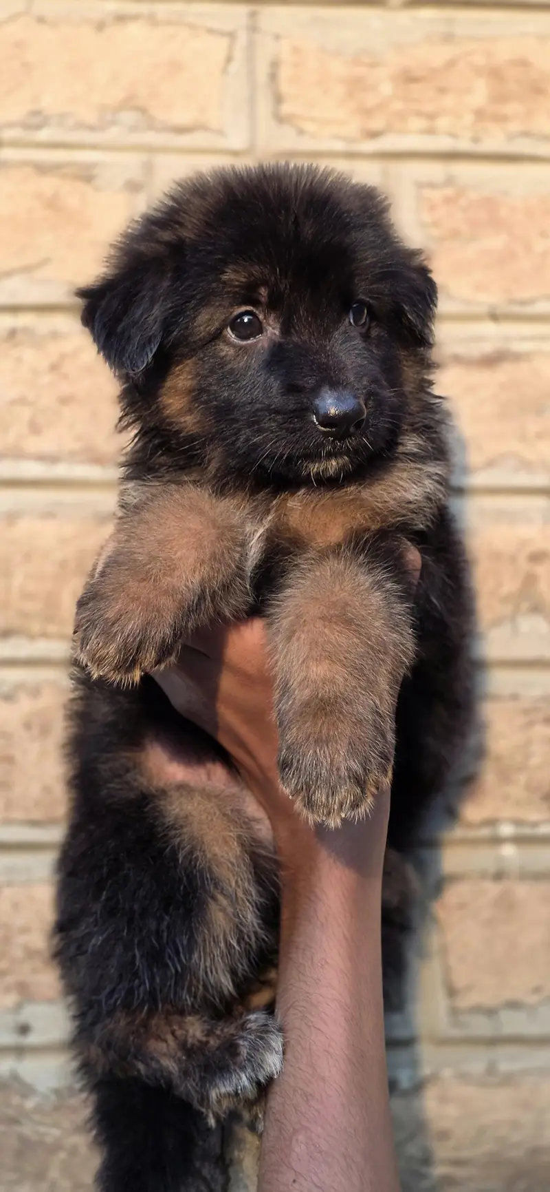 For sale puppies — photo 10