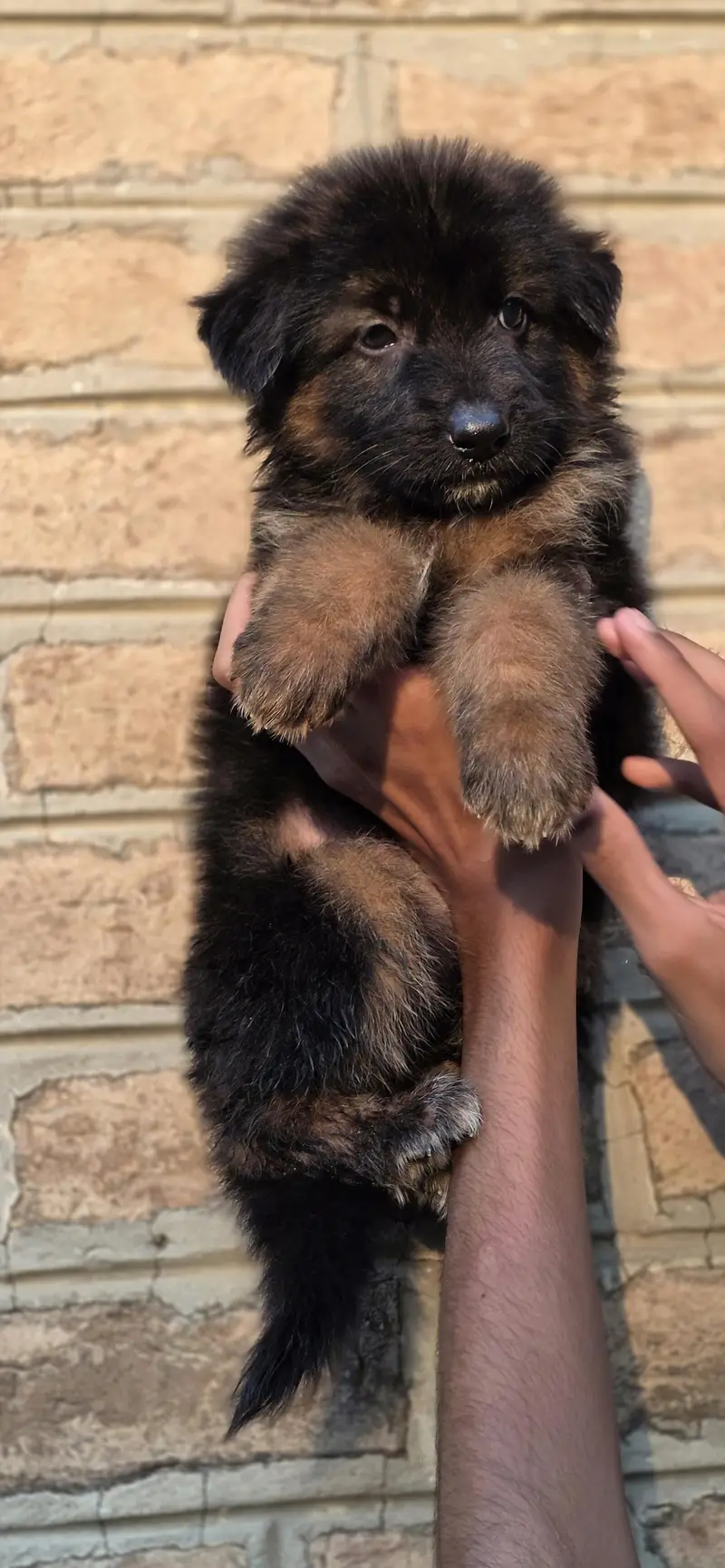 For sale puppies — photo 11