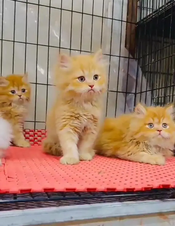 Persian kitten triple quote for sale my WhatsApp03483362563 — photo 2