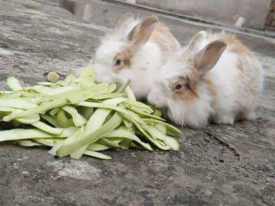 2 beautiful lionhead rabbits