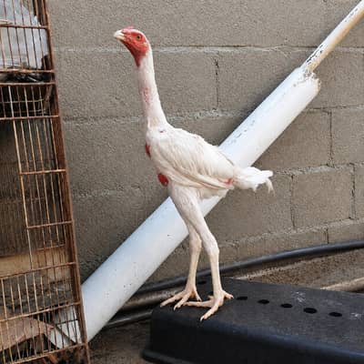 Healthy White Aseel Rooster for Sale | Strong & Active Desi Murgha
