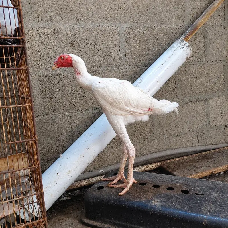 Healthy White Aseel Rooster for Sale | Strong & Active Desi Murgha — photo 2