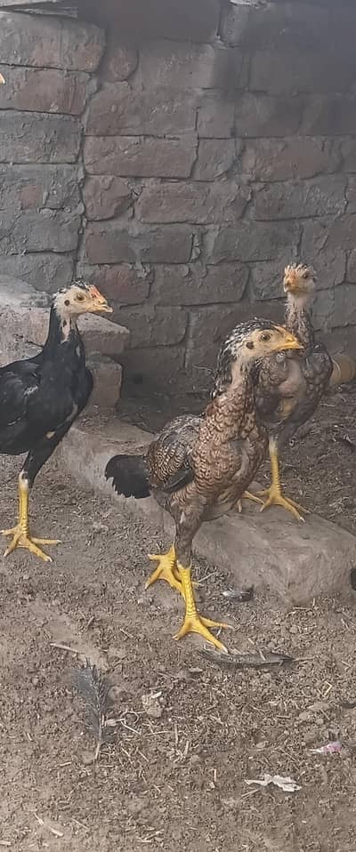 pure quality birds