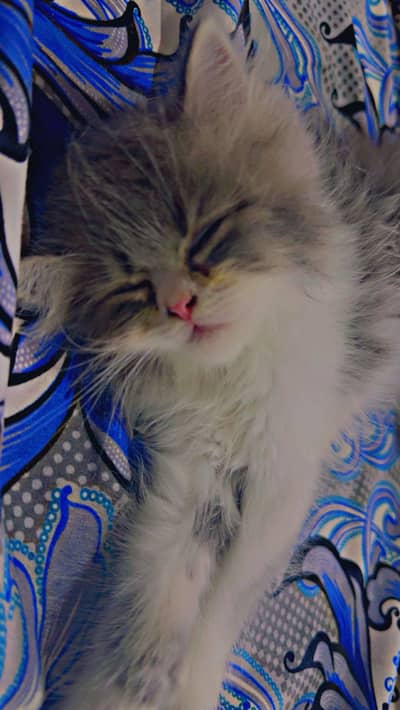 Kitten