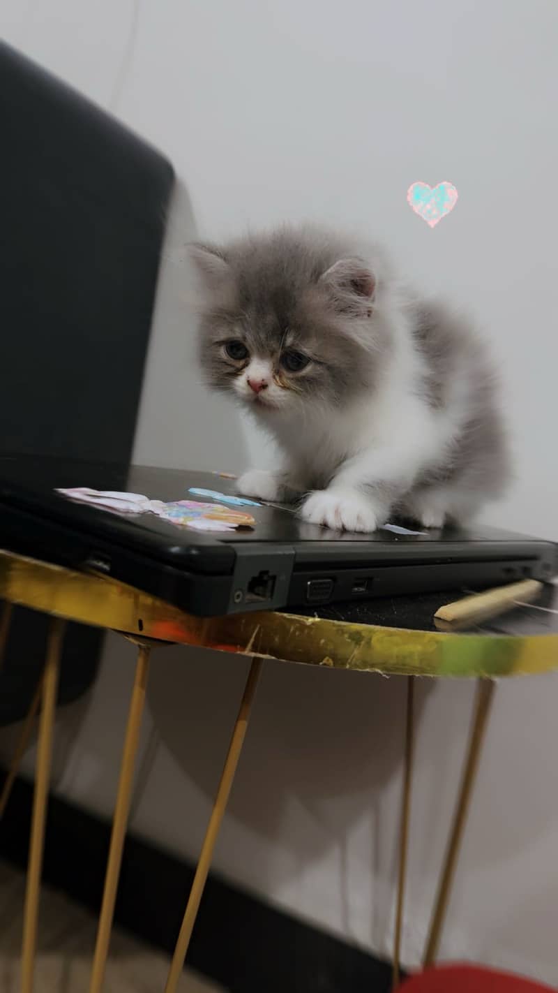 Kitten 1