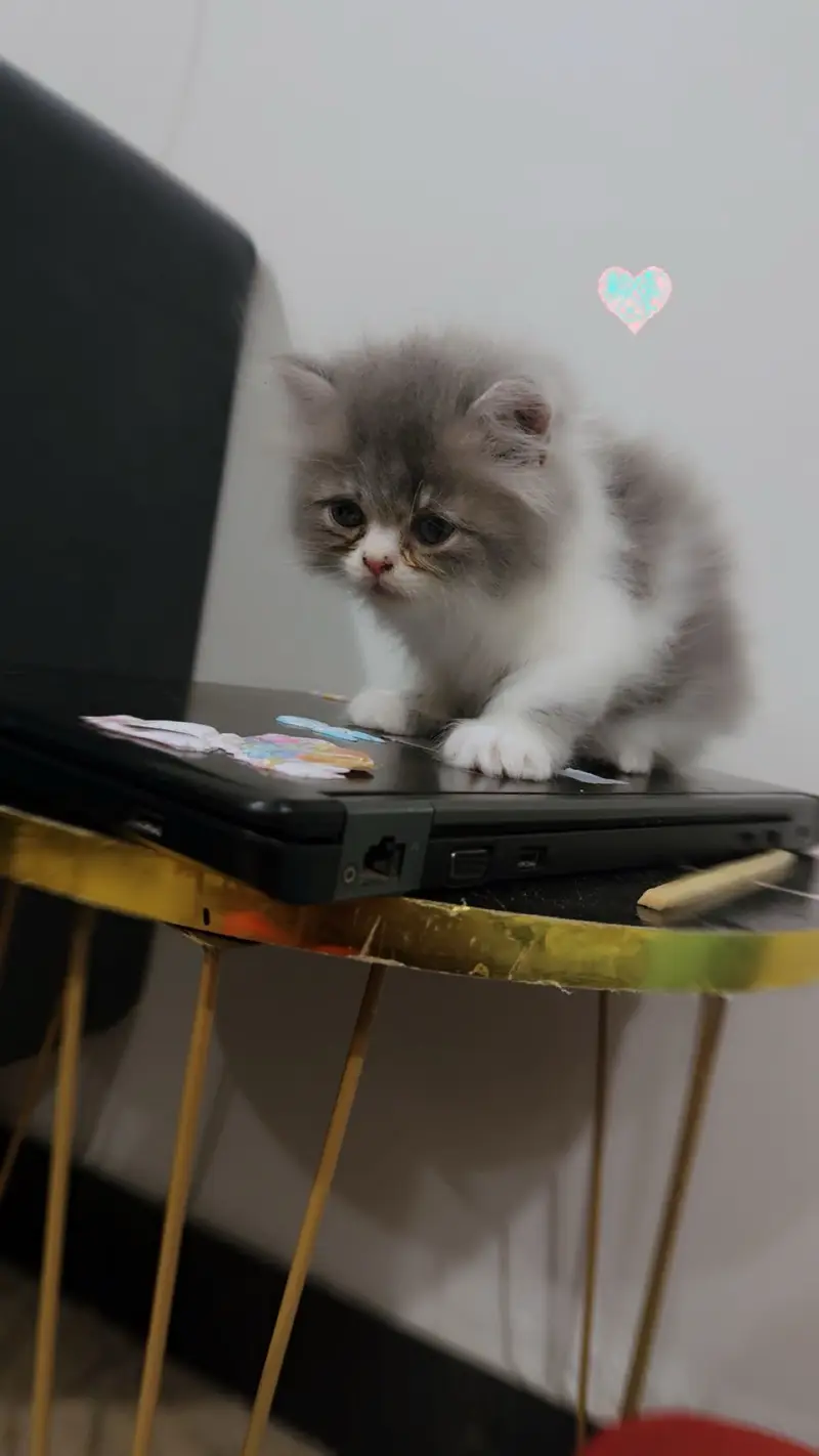 Kitten — photo 2