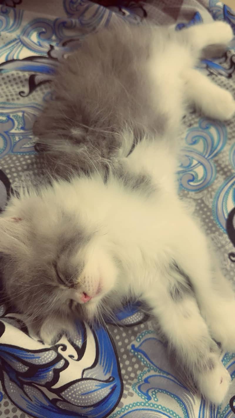 Kitten 2