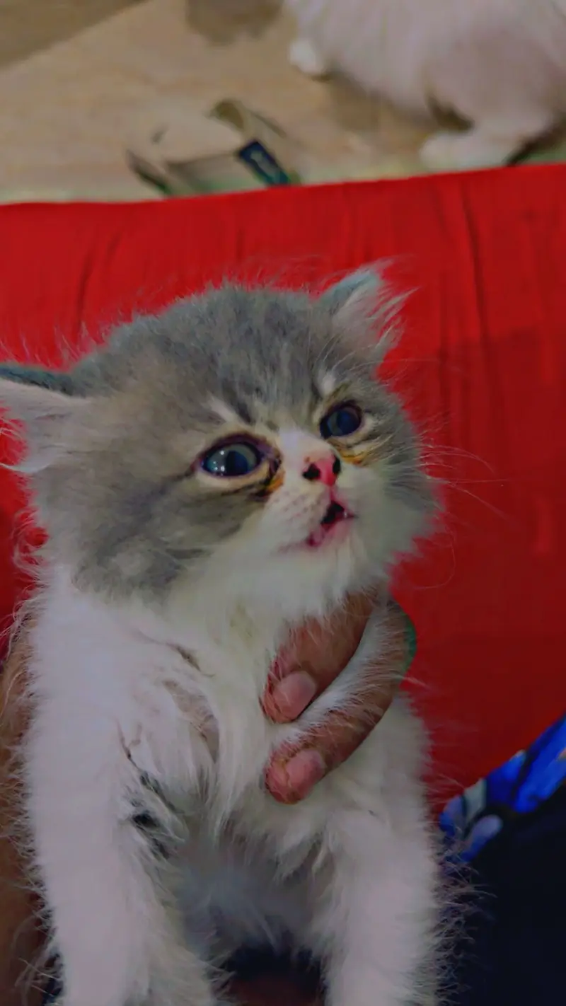 Kitten — photo 4