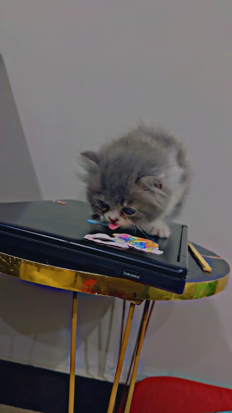 Kitten — photo 5