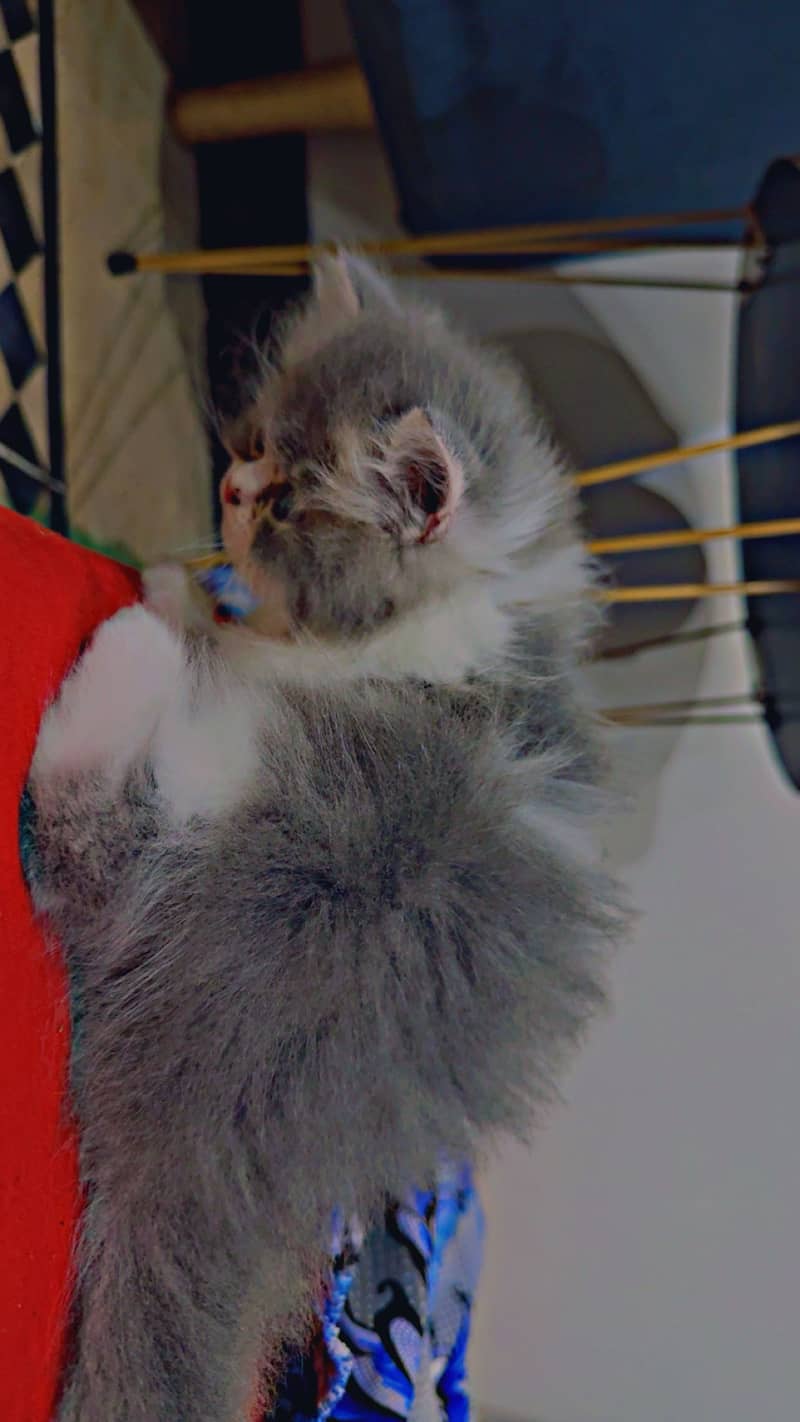 Kitten 5