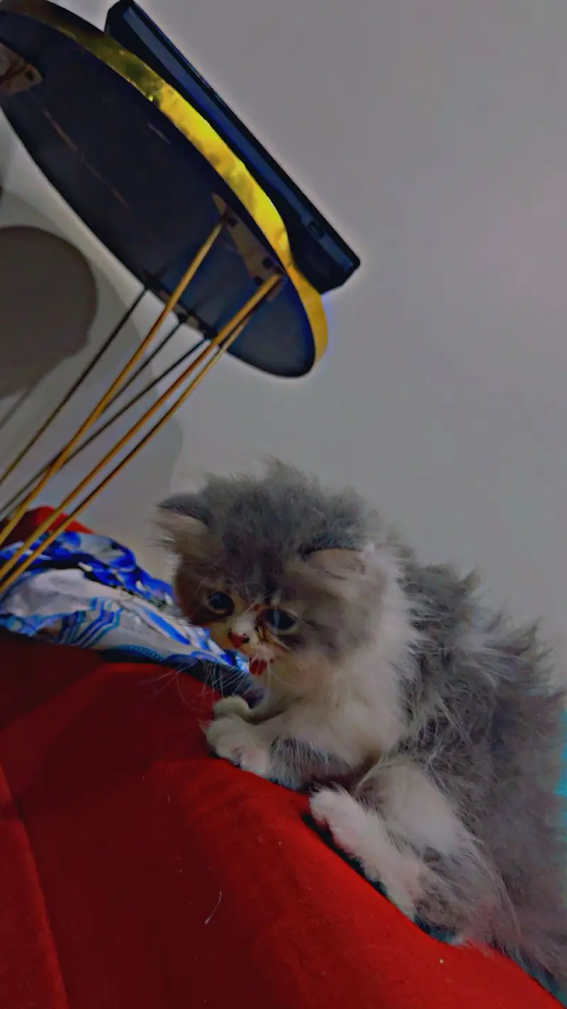 Kitten — photo 7