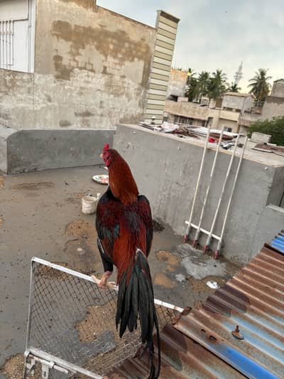 Pure Aseel For Sale