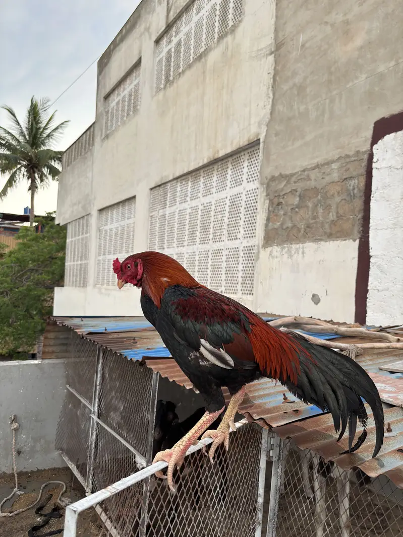 Pure Aseel For Sale — photo 2
