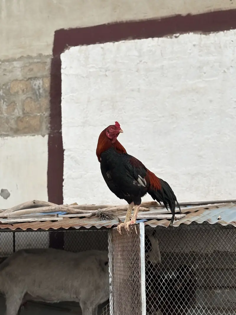 Pure Aseel For Sale — photo 3